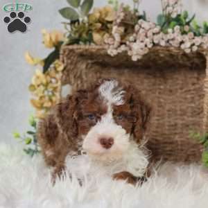Figo, Mini Bernedoodle Puppy